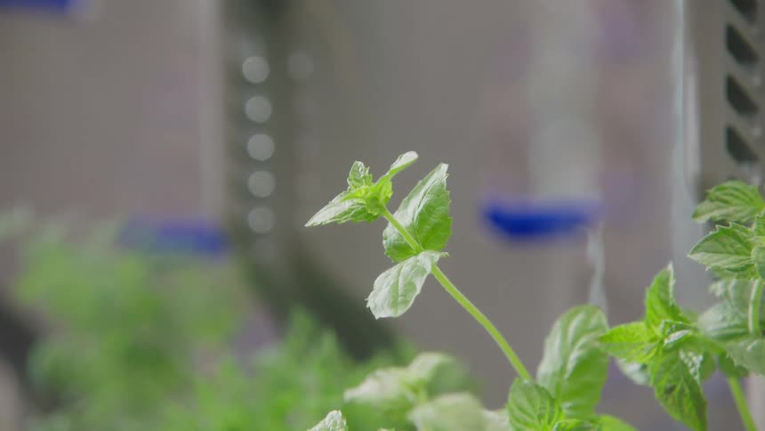 A small green sprout of mint leaves against a blurry gray background of equipment