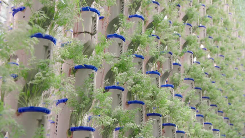 A close view shows walls of dense feathery green plants growing in white vertical hydroponic towers with blue rimmed pots