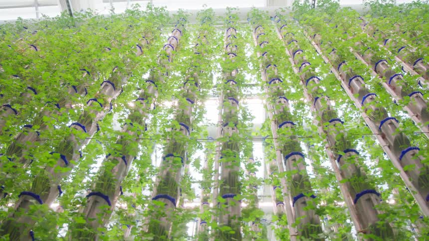 Vertical farm displays long rows of green plants under bright lighting