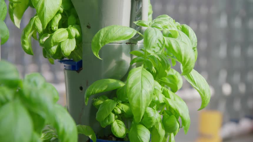 A close view of large healthy green basil leaves growing in a gray vertical aeroponic tower system inside a brightly lit greenhouse