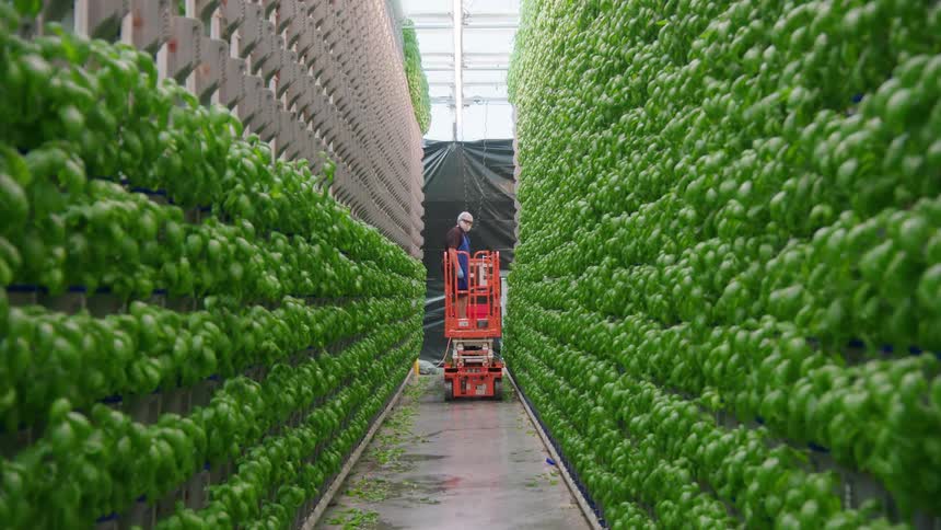 An elderly man stands inside a greenhouse at midday walking along an aisle filled with lush green plants
