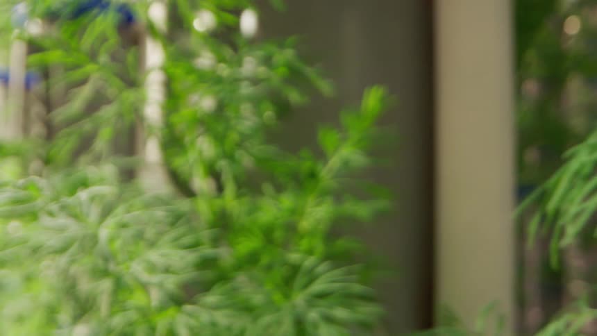 Green foliage sways gently in front of a lightcolored structure in the background