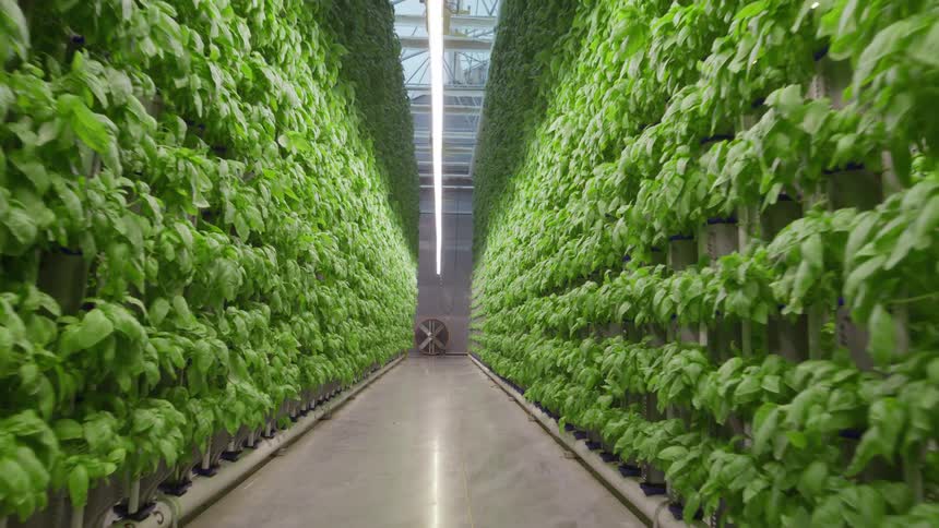 Lettuce grown in an indoor vertical farm