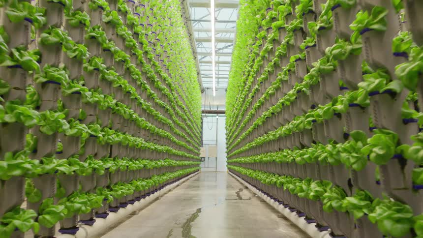 Two long towering walls of stacked gray hydroponic growing towers packed with vibrant green leafy vegetables like lettuce stretch into the backgroundthe concrete floor of the aisle appears wet and the space is intensely illuminated by bright overhe