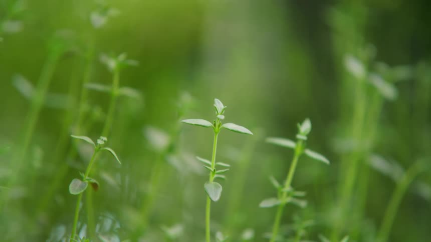 Slender stems with small leaves grow amid blurred green tones
