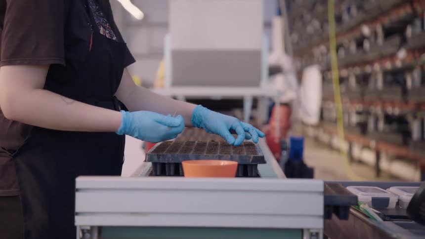 A worker wearing blue gloves and a black apron is shown planting seeds into a large tray of starter cells in a commercial greenhouse or nursery setting the person is working at a narrow conveyor or bench with rows of plants or equipment visible in the b