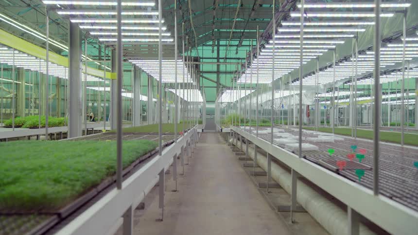 A tracking view down a wide clean aisle between long metal tables holding trays of bright green seedlings under rows of white led lights
