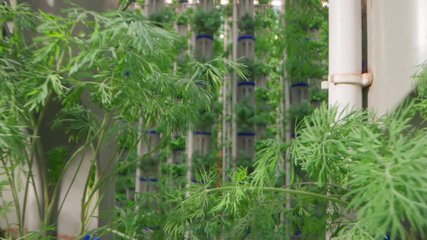The greenhouse is full of greens growing
