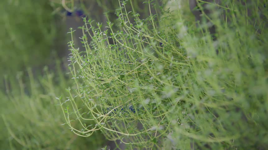 A closeup shot focuses on numerous thin cascading green herb stems and leaves growing vertically likely in a hydroponic system with the entire wall of plants gently swaying or subtly shifting in focus