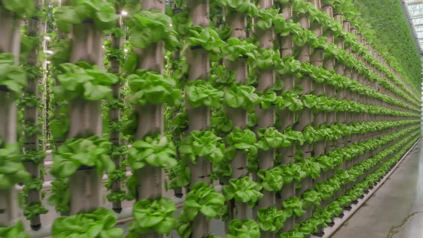 Lines of racks with herbs growing are inside a greenhouse
