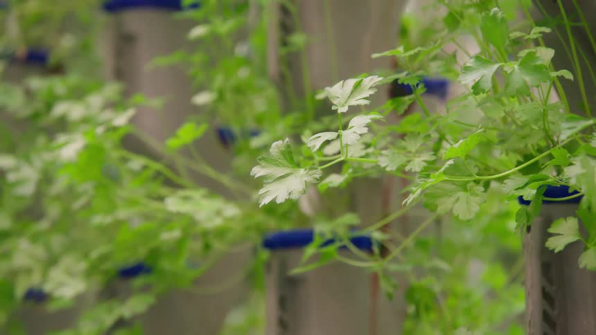 Vibrant green leafy herbs growing vertically in a hydroponic environment system