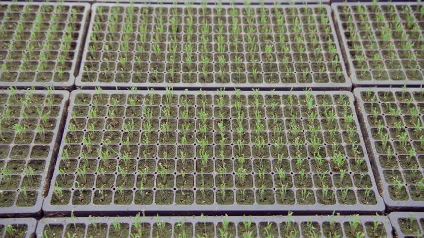 A view of plants growing at a farm