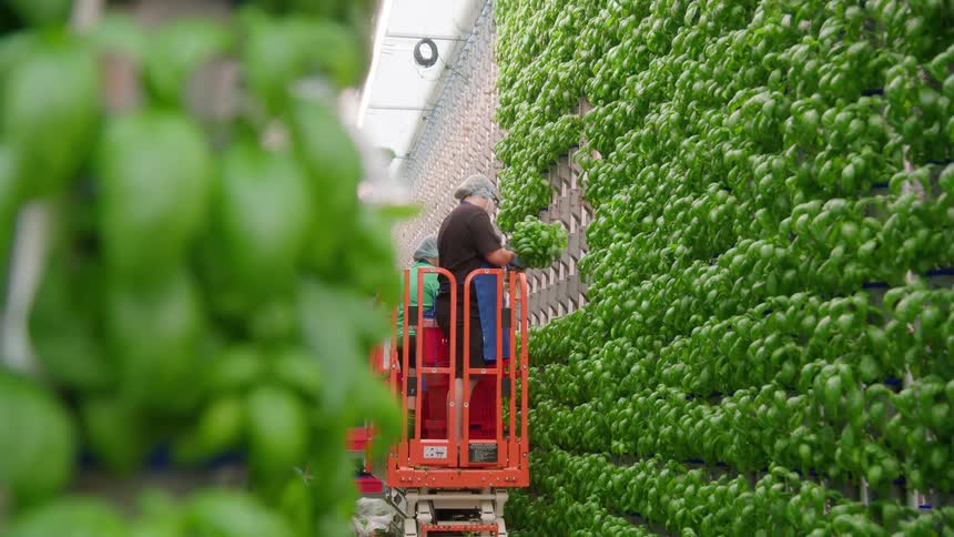 An employee on an orange lift works beside a massive vertical wall covered in lush green basil plants in an indoor farm