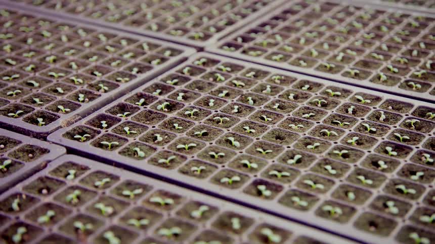 Seedlings are sprouting in growing trays
