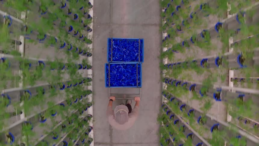 A wide overhead view of a person pushing a cart through two long rows of vertical hydroponic towers growing bright green plants