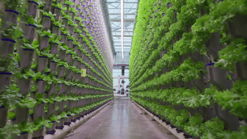 A hallway with several walls of green plants in small plastic pots
