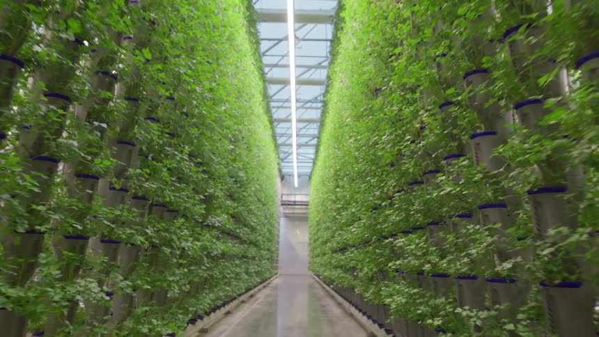 Rows of plants are grown vertically in a greenhouse
