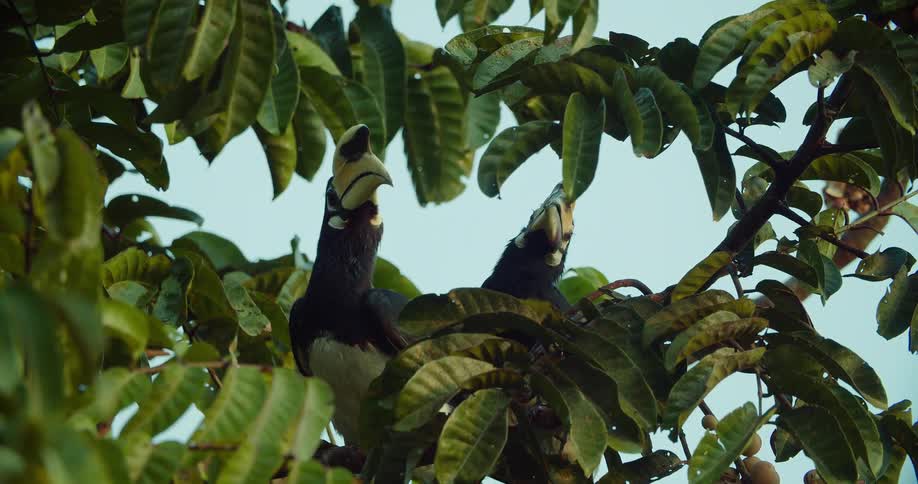 Pair of hornbills rests among dense branches covered with broad leaves