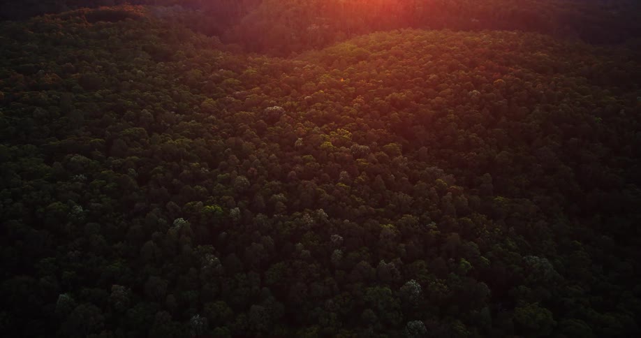 An aerial view shows the vast dark green forest canopy covering rolling hills illuminated by the orange glow of a setting sun