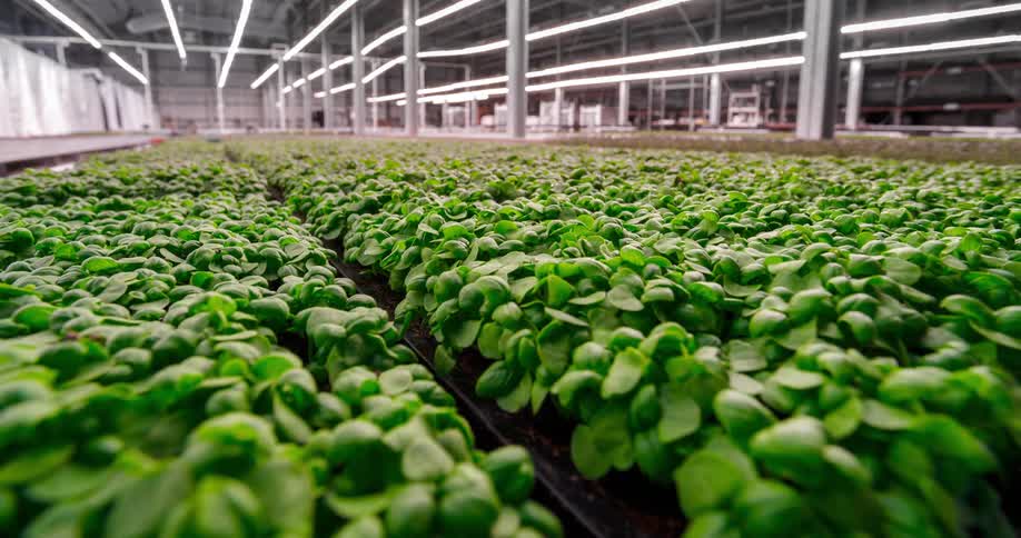 Rows of lush bright green seedlings growing across the floor of a large industrial greenhouse structure