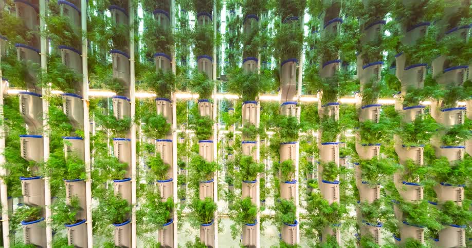 Stacked plant towers grow bright green produce under artificial lights in a large indoor vertical farm