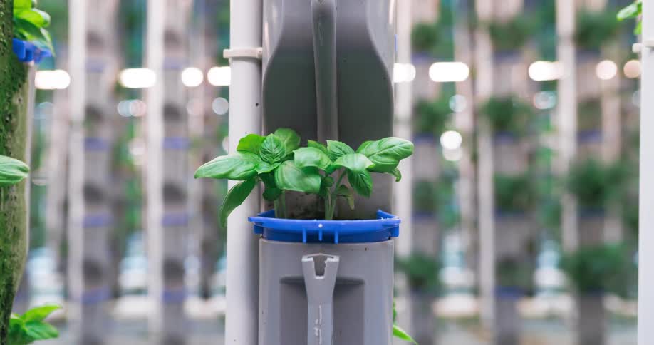 Basil plants grow in a vertical hydroponic system with blue holders