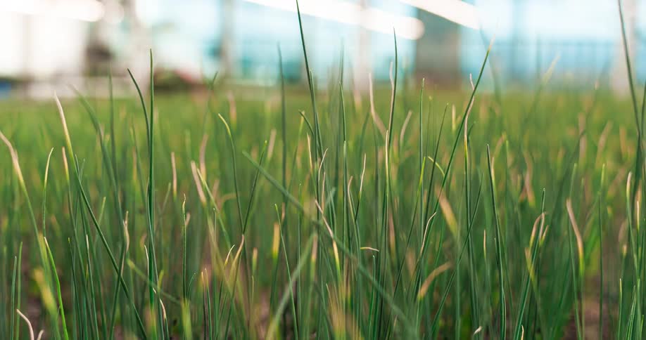 A low perspective shot focuses on numerous long thin bright green plant stalks which gently sway in the breeze with the background consisting of blurred lightcolored structures
