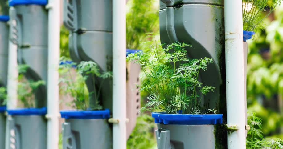 Fresh herbs growing in a vertical hydroponic tower system