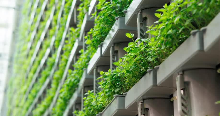 A vertical wall of green leafy plants grows in a repeating pattern inside a modern indoor farm