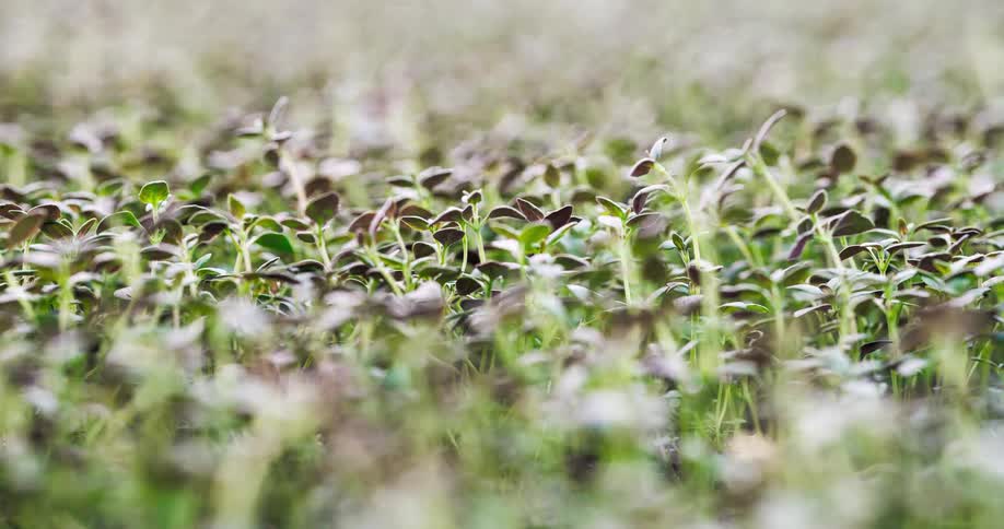Hundreds of seedlings planted closely together are swaying in the wind
