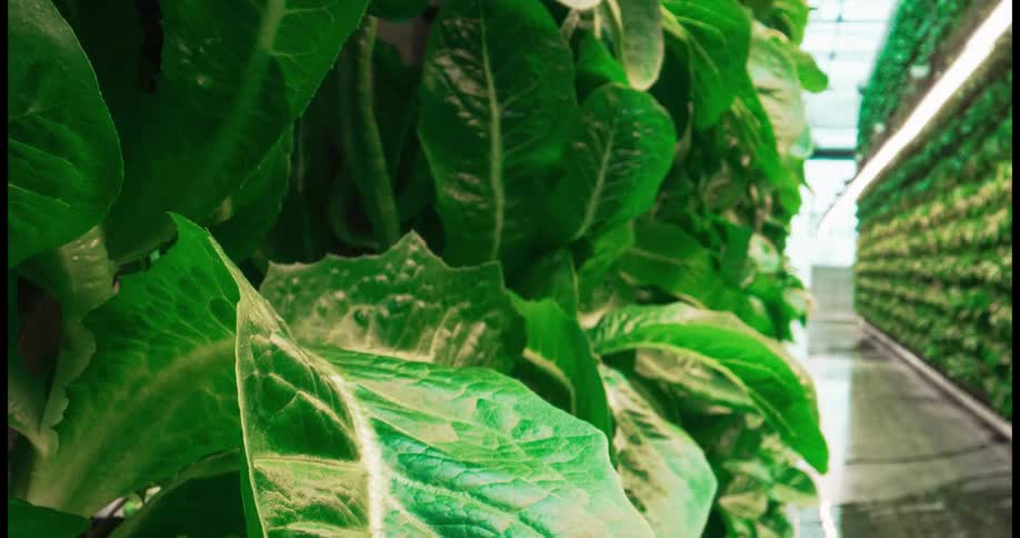 Lettuce grown in an indoor settings
