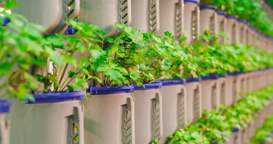 A large row of green plants in some plastic pots outdoors