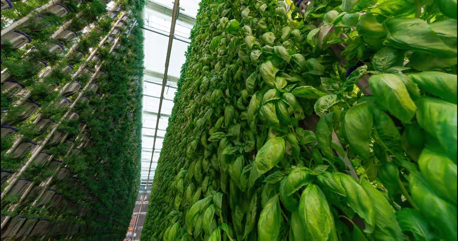 A greenhouse filled with lush green vegetable plants