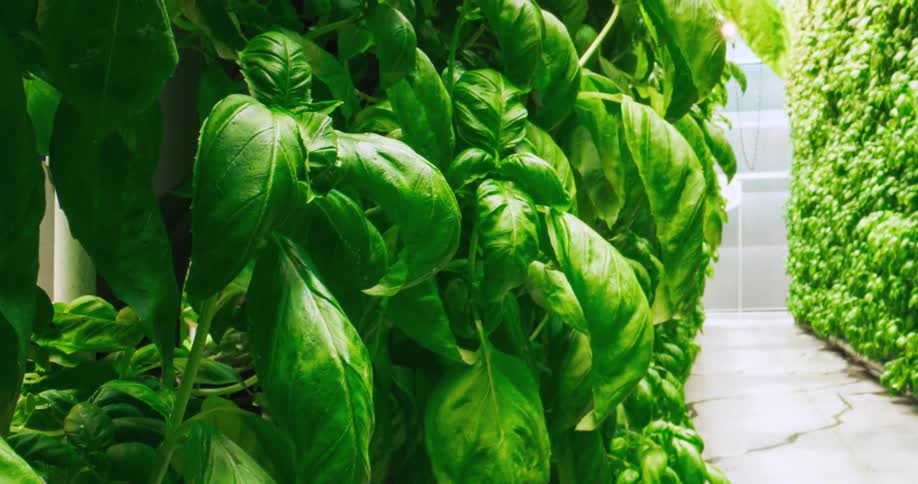 A dense vertical farm wall is covered with rows of large bright green basil leaves under artificial light