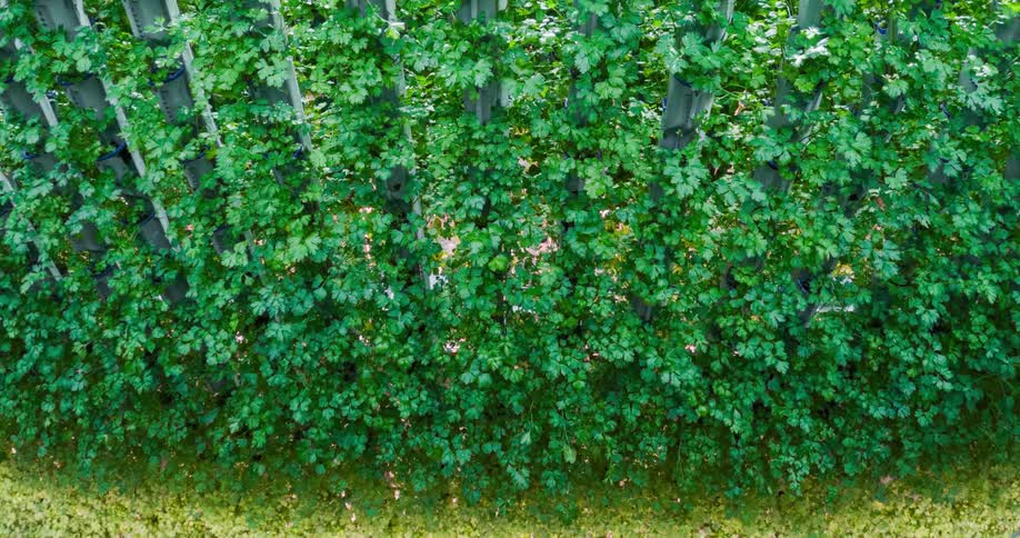 A cart moves down past plants that are being grown vertically