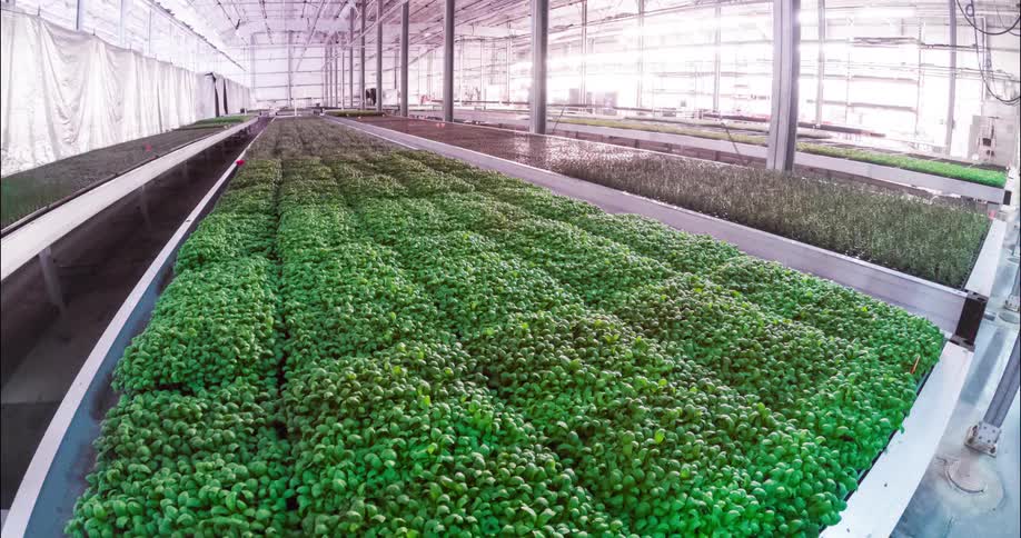 The crops grow over time in the greenhouse