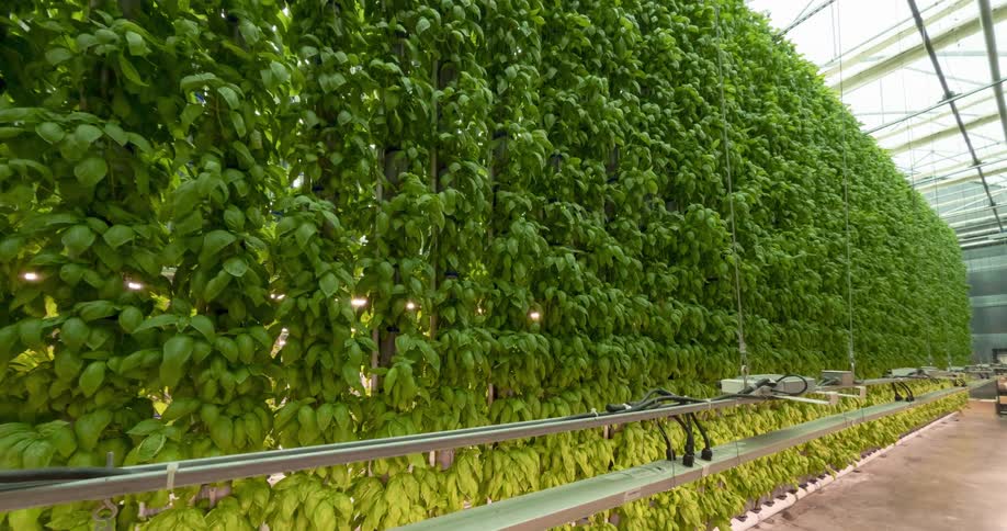 This video shows a vast vertical farm wall covered entirely in lush vibrant green basil plants grown using hydroponics a long bright grow light turns on and illuminates the lower section of the wall highlighting the different tiers of plants in the co