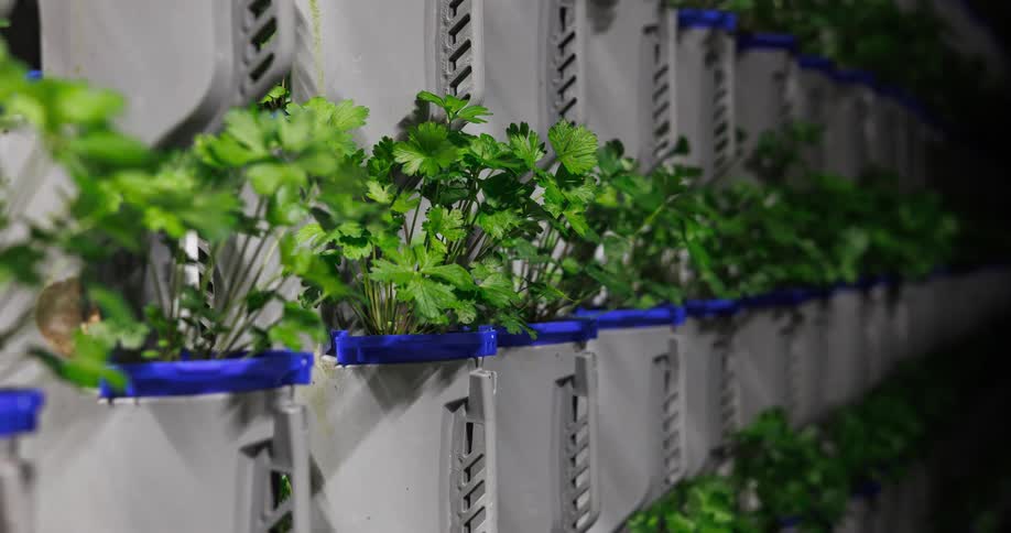 Gray containers with blue rims hold green plants in vertical farming setup
