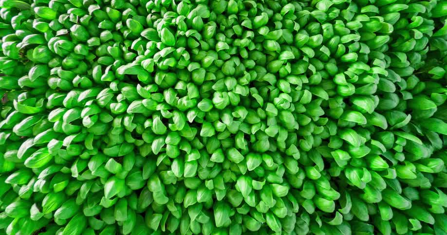 A field of basil is blowing in the wind as it grows closely together