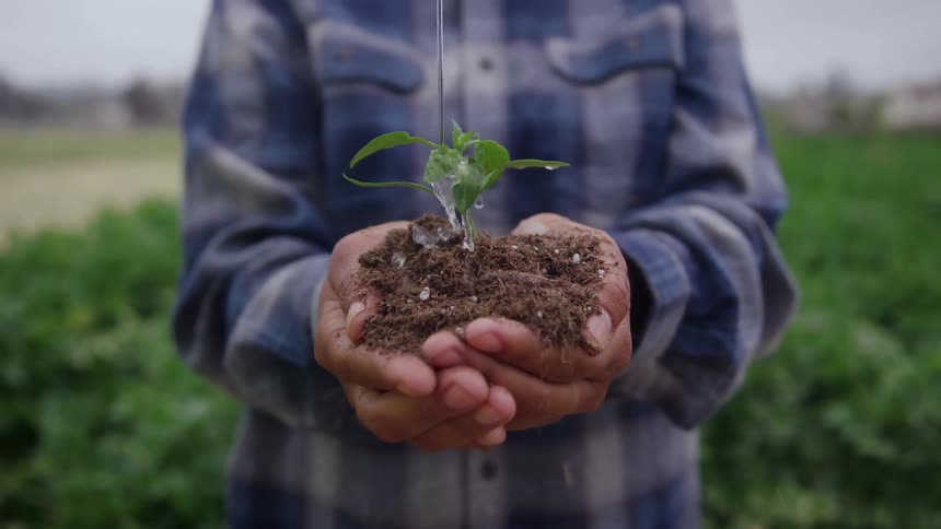 A close view of a farmers hands holding a small green seedling and soil as water gently runs over the young plant outdoors in a field