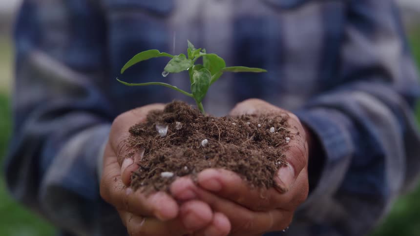 Hands hold green sprout with soil while water is poured over the plant