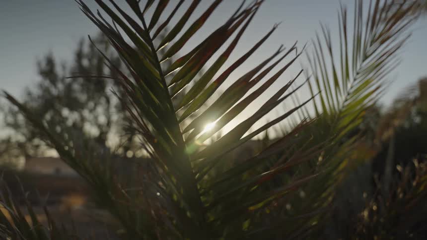 A close view shows dark green palm fronds silhouetted by the setting sun creating bright sunbeams and a strong lens flare effect