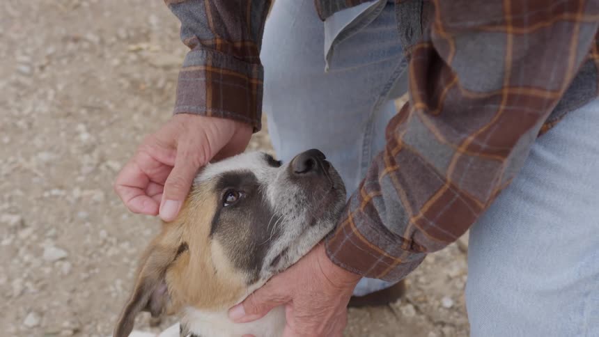 A man gently pets the head of a large tan and white dog outdoors