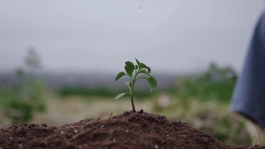 A tight focus shot captures a small freshly planted green seedling emerging from a mound of dark soil in an outdoor setting water droplets fall gently onto the young plant symbolizing care and growth
