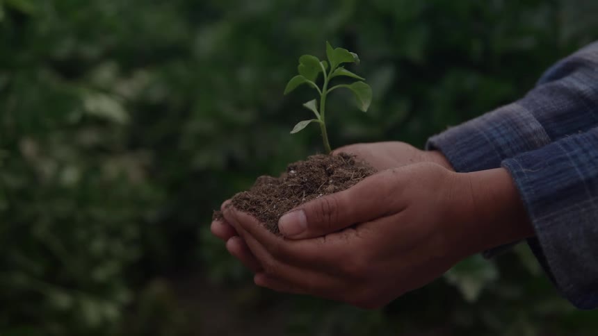 A close view of a persons hands holding a young green seedling with soil in the palms against a blurred dark green foliage background