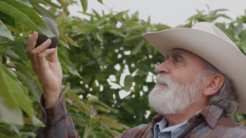 A man looking at avocados on a tree