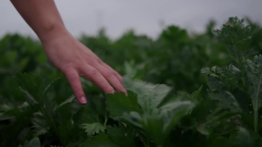 A hand gently grazes the tops of dark green leafy crops in a field under an overcast sky