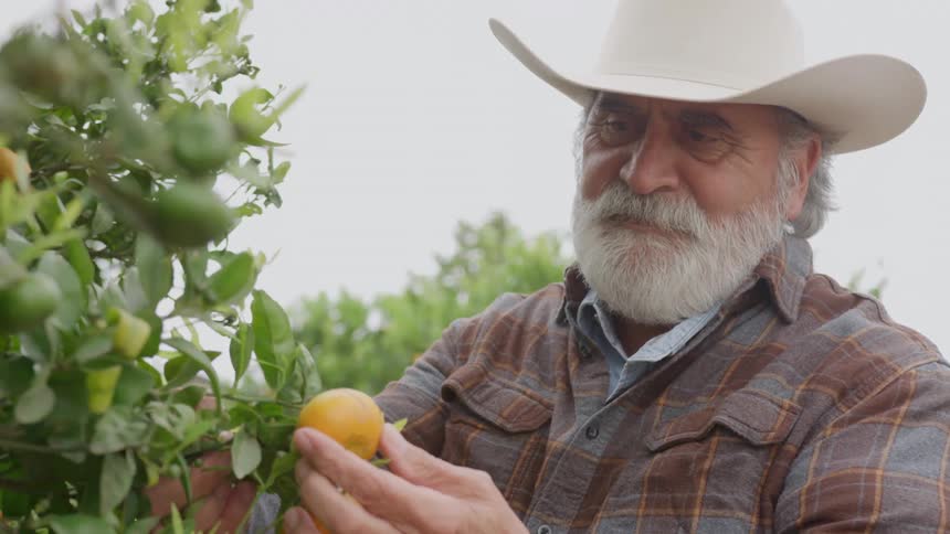 Man examines a ripe fruit in an orchard