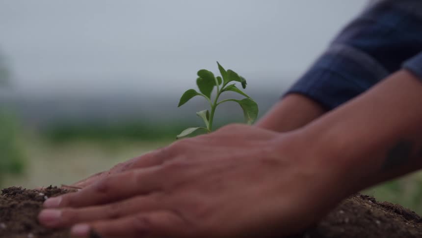 Closeup of hands gently patting soil around a small green seedling