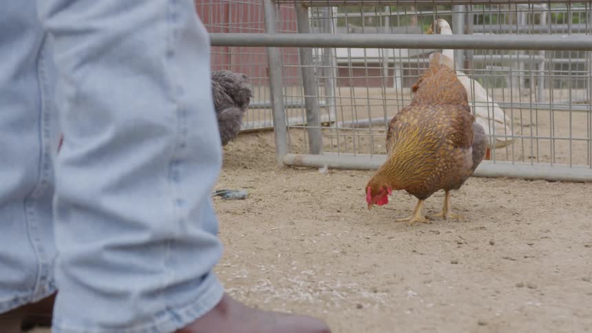 A farmyard floor shows a brown hen pecking at the dirt in the center with other poultry visible behind a metal fence and the lower legs of a person standing in the immediate foreground